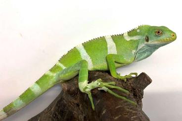 Lizards kaufen und verkaufen Photo: Fiji Iguana, Brachylophus fasciatus, B.bulabula, B.vitiensis Lizards kaufen und verkaufen Photo: Fiji Iguana, Brachylophus fasciatus, B.bulabula, B.vitiensis