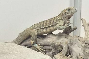 Echsen kaufen und verkaufen Foto: Rhino Iguana, Cyclura cornuta Echsen kaufen und verkaufen Foto: Rhino Iguana, Cyclura cornuta