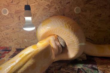 Schlangen kaufen und verkaufen Foto: Albino Python zur Zucht in guter kondtion
