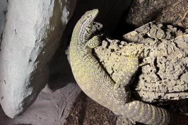 Monitor lizards kaufen und verkaufen Photo: Varanus gouldii flavirufus 1.0