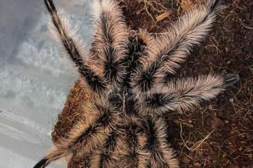 - bird spiders kaufen und verkaufen Photo: 1.0 Tiltocalt albopilosum 