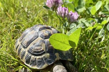 Landschildkröten kaufen und verkaufen Foto: Griechische Landschildkröten Gruppe