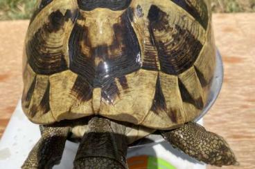 Schildkröten  kaufen und verkaufen Foto: Tortues Hermann botegeri 