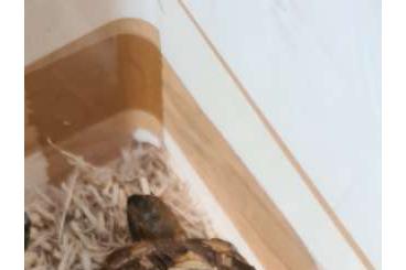 Landschildkröten kaufen und verkaufen Foto: Testudo hermanni hermanni 