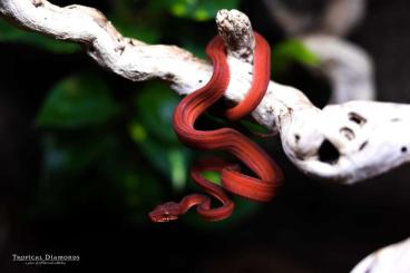 Boas kaufen und verkaufen Foto: 0.1. Corallus Hortulanus red Tiger