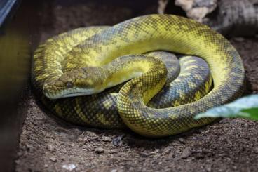 Pythons kaufen und verkaufen Photo: 1.0 Simalia Clastolepis cbb17