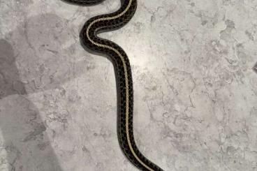 Colubrids kaufen und verkaufen Photo: 1.1 adult Thamnophis radix Colubrids kaufen und verkaufen Photo: 1.1 adult Thamnophis radix
