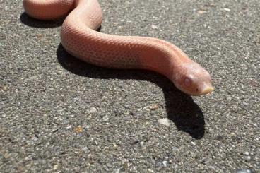 Nattern ungiftige  kaufen und verkaufen Foto: Heterodon nasicus, Super arctic, Super conda, Albino