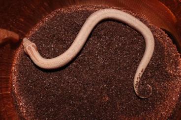 Schlangen kaufen und verkaufen Photo: 2025 western Hognose babies Schlangen kaufen und verkaufen Photo: 2025 western Hognose babies
