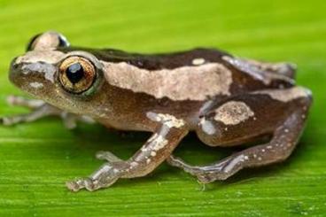 frogs kaufen und verkaufen Photo: Brauner Bananenfrosch gesucht 