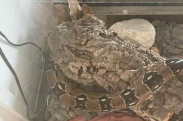 Boas kaufen und verkaufen Foto: Boa Constrictor abzugeben inkl Terrarium und Inhalt