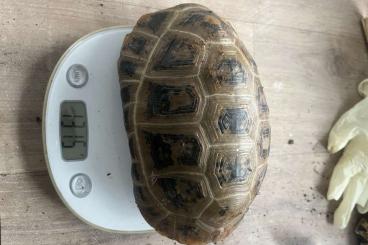 Schildkröten kaufen und verkaufen Foto: Tortoises and turtles for sales Schildkröten kaufen und verkaufen Foto: Tortoises and turtles for sales