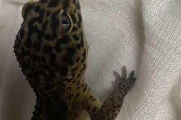 Geckos kaufen und verkaufen Foto: Black night leopard gecko 