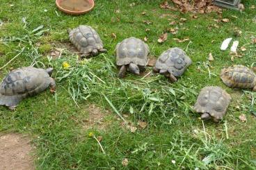 Landschildkröten kaufen und verkaufen Foto: Biete Breitrandschildkröte/Testudo marginata