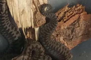 Schlangen kaufen und verkaufen Foto: Suche 2,0 Vipera berus Männchen