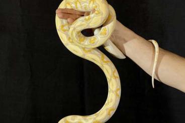 Pythons kaufen und verkaufen Foto: Malayopython reticulatus(Dwarf) 
