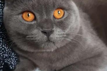 Exotische Säuger kaufen und verkaufen Foto: Blue grey british shorthair cat blau graue britische kurzhaar katze