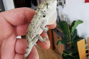 Echsen kaufen und verkaufen Foto: Chamäleolis-/Anolis-/Xiphosurus Barbatus, Kubanisch falsches Chamäleon Echsen kaufen und verkaufen Foto: Chamäleolis-/Anolis-/Xiphosurus Barbatus, Kubanisch falsches Chamäleon