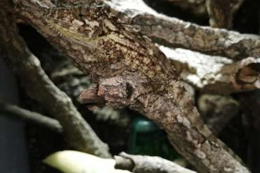 Lizards kaufen und verkaufen Photo: Chamäleolis-/Anolis-/Xiphosurus Barbatus, Cuban false Chamäleon 0.1