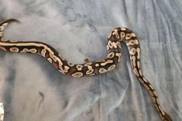 Pythons kaufen und verkaufen Foto: 1,0 Königspython Mojave 105 cm lang 