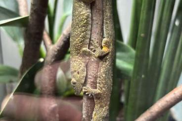 Lizards kaufen und verkaufen Photo: Eurydactylodes agricolae Pärchen abzugeben 