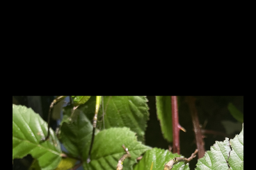 Insects kaufen und verkaufen Photo: Siliquofera grandis Riesenblatt Schrecke