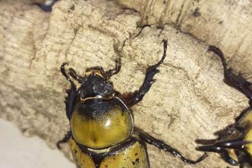 Insekten kaufen und verkaufen Foto:  Dynastes tityus Pärchen 