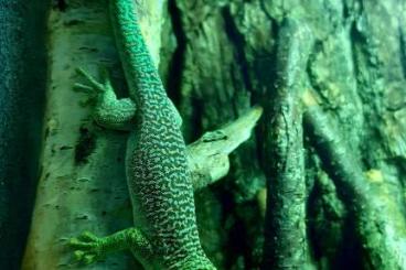 Geckos kaufen und verkaufen Foto: Phelsuma standingi 1.1.2, CB 21-22