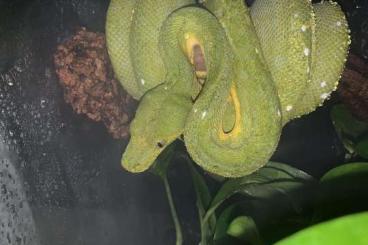 Pythons kaufen und verkaufen Foto: Morelia Viridis Aru male 