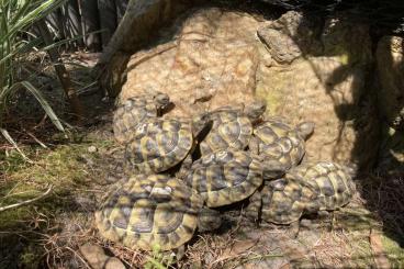 Tortoises kaufen und verkaufen Photo: Testudo Hermanni Griechische Landschildkröten NZ 2019/2020