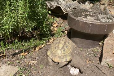 Landschildkröten kaufen und verkaufen Foto: Testudo Hermanni Griechische Landschildkröten NZ 2019/2020 Landschildkröten kaufen und verkaufen Foto: Testudo Hermanni Griechische Landschildkröten NZ 2019/2020
