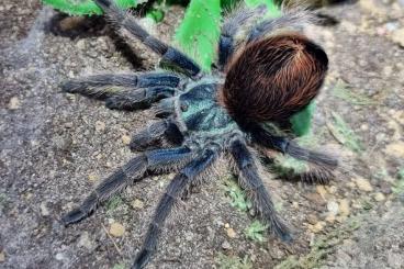 - bird spiders kaufen und verkaufen Photo: 1.1 Aphonopelma mooreae Rarität! - bird spiders kaufen und verkaufen Photo: 1.1 Aphonopelma mooreae Rarität!
