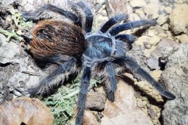 - bird spiders kaufen und verkaufen Photo: 1.1 Aphonopelma mooreae RARITÄT - bird spiders kaufen und verkaufen Photo: 1.1 Aphonopelma mooreae RARITÄT