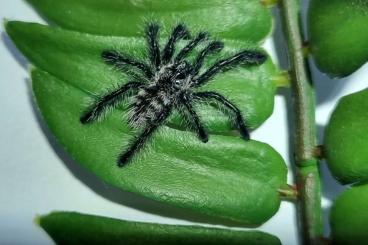 - bird spiders kaufen und verkaufen Photo: Avicularia purpurea 1.FH 
