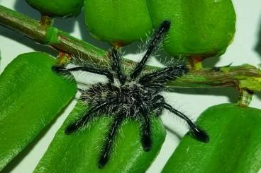 Vogelspinnen kaufen und verkaufen Foto: Avicularia purpurea 1. FH Vogelspinnen kaufen und verkaufen Foto: Avicularia purpurea 1. FH