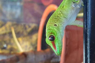 Geckos kaufen und verkaufen Foto: Verkaufe hübsche Große Madagaskar Taggeckos/Phelsuma Gradnis Babys