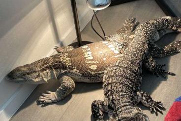 Monitor lizards kaufen und verkaufen Photo: Varan Albicularis a Tegu Argentisky