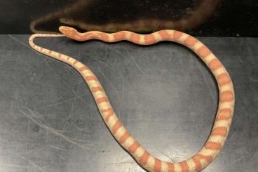 Schlangen kaufen und verkaufen Foto: Snakes ready for Hamm show!!
