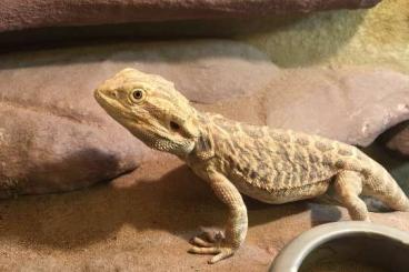 Bearded dragons kaufen und verkaufen Photo: Bartagam Männchen mit Terrarium 