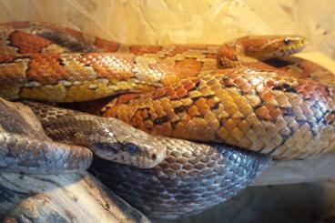 Schlangen kaufen und verkaufen Foto: Kornnatterpärchen abzugeben