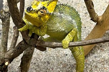 Echsen  kaufen und verkaufen Foto: Houten 2.6. - geckos, chameleons
