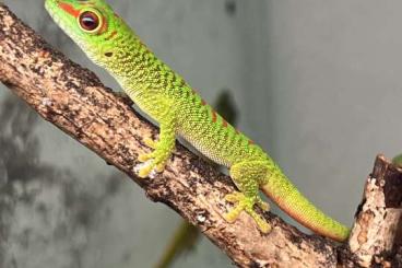 Lizards kaufen und verkaufen Photo: reptiles for sale Houten 