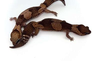 Geckos kaufen und verkaufen Photo: Aft geckos for Hamm, adult females