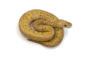 Ball Pythons kaufen und verkaufen Photo: Ultramel Clown project pair Ball Pythons kaufen und verkaufen Photo: Ultramel Clown project pair