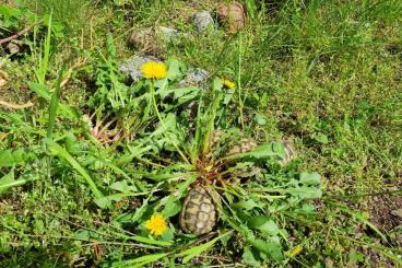 Landschildkröten kaufen und verkaufen Foto: griechische Landschildkröten aus Nachzucht 2021 und 2022