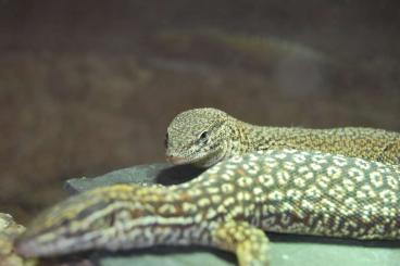 Pythons kaufen und verkaufen Photo: Bloodpythons, Varanus storri