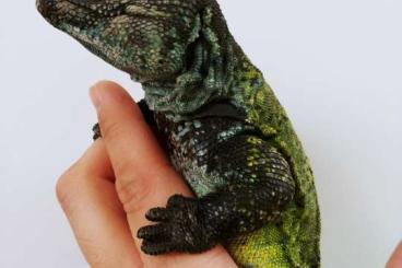 Lizards kaufen und verkaufen Photo: Uromastyx Nigriventris 1.0 CB14