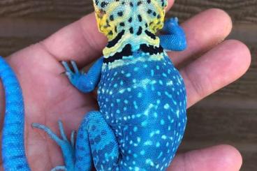 Lizards kaufen und verkaufen Photo: Collaris collaris blazing blue