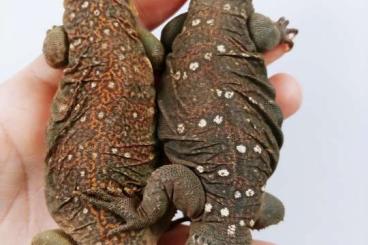Lizards kaufen und verkaufen Photo: Uromastyx ocellata breeding couple