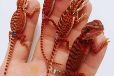 Echsen kaufen und verkaufen Foto: Cyclura Cornuta 0.0.1 CB23, RM pogina vitticeps CB25 Echsen kaufen und verkaufen Foto: Cyclura Cornuta 0.0.1 CB23, RM pogina vitticeps CB25